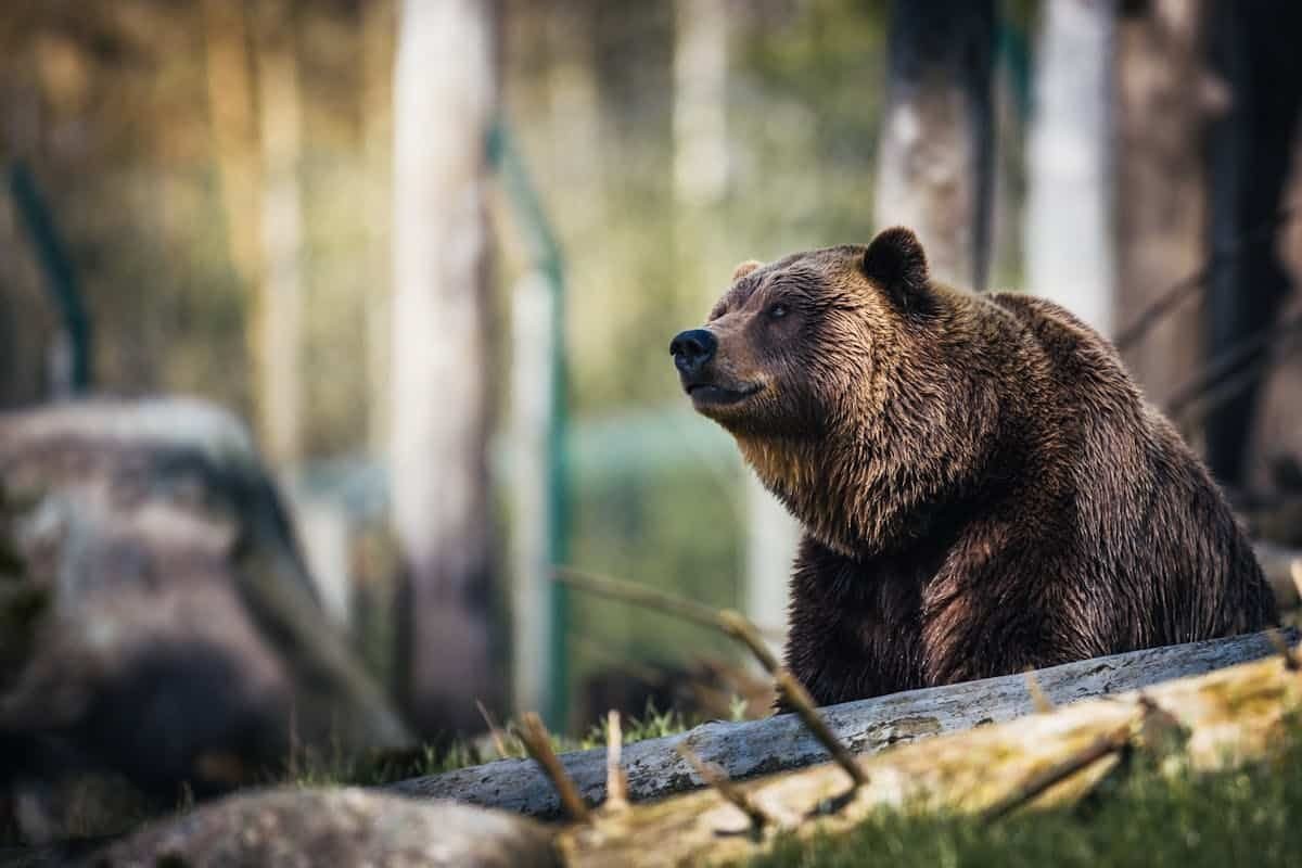Wildlife Safety Tips for Campers carrying bear spray with you is crucial